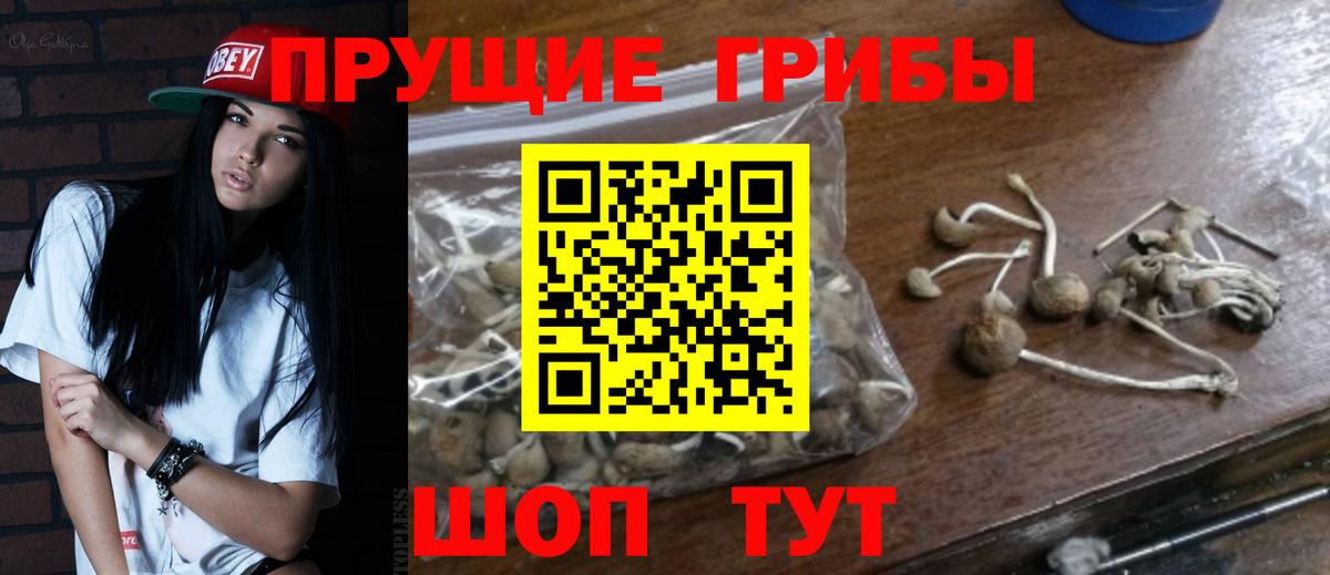 Псилоцибиновые грибы Psilocybine cubensis Междуреченск